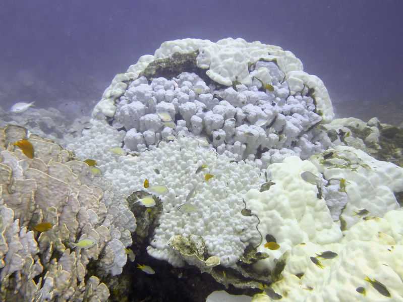 Lack of oxygen hurting corals in world’s oceans