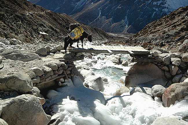 107 yaks plunge into frozen river, die