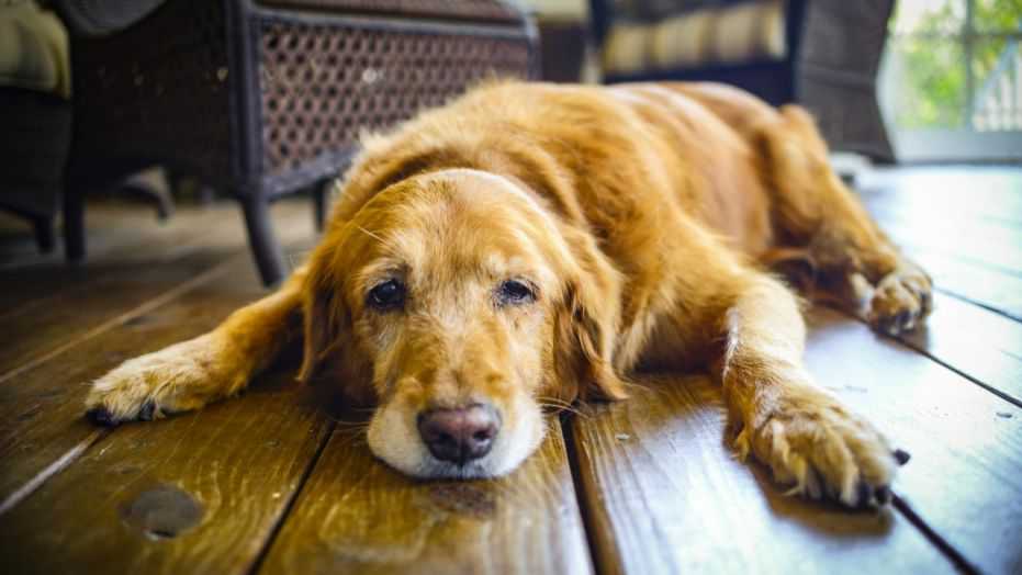 How to protect your dog from the flu