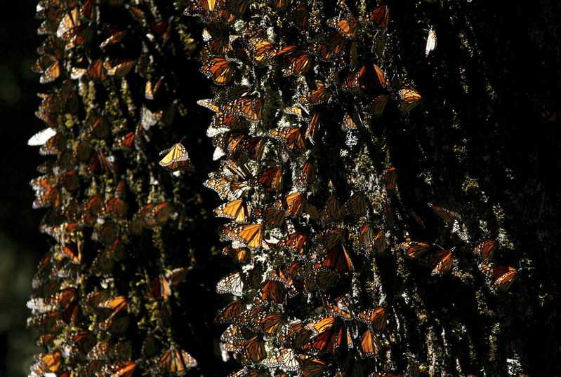 Monarch numbers in Mexico declining