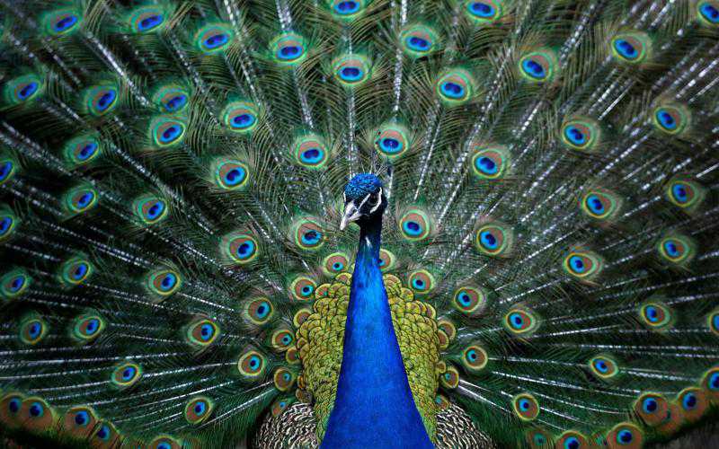 A peacock spreads its tail feathers inside an open-air cage at the Royev Ruchey zoo in the suburb of Krasnoyarsk, Russia