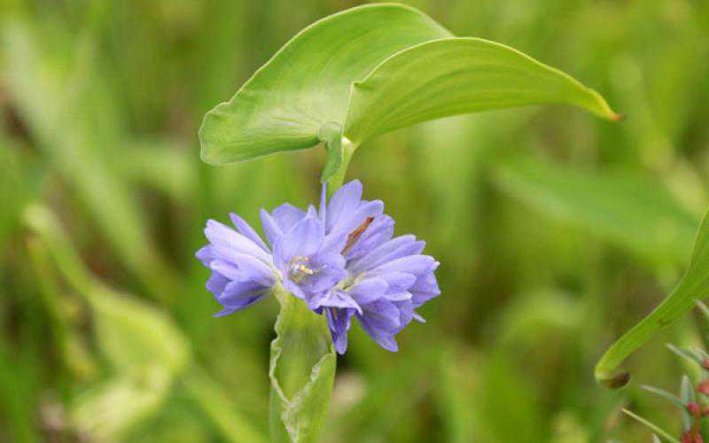 Water hyacinth blooms in Dapunia of Pabna sadar upazila