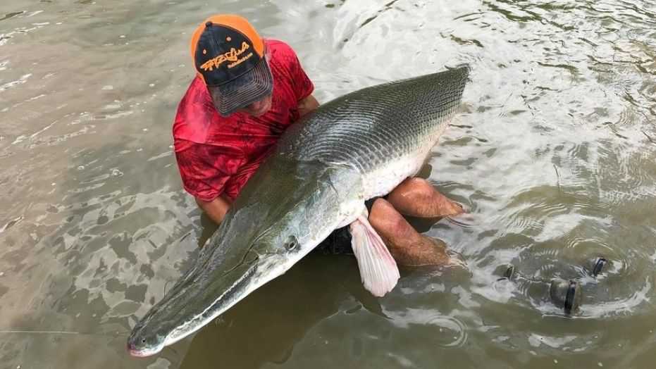 Texas fishermen pull 8-foot alligator gar from river: 'She's a beast'