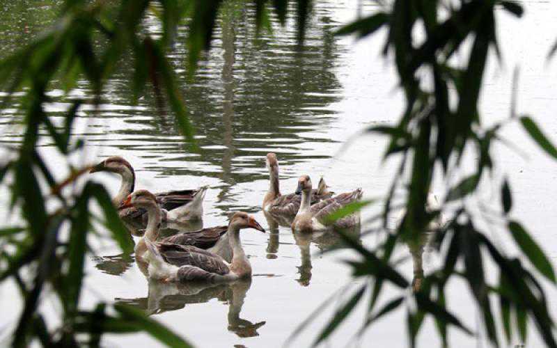  A recent photo shows a gaggle of swimming geese on a pond in Baropota village of Sharsha upazila in Jashore.