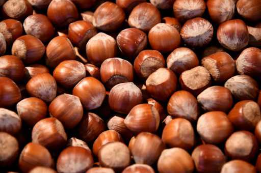 Nuts may boost male fertility: study
