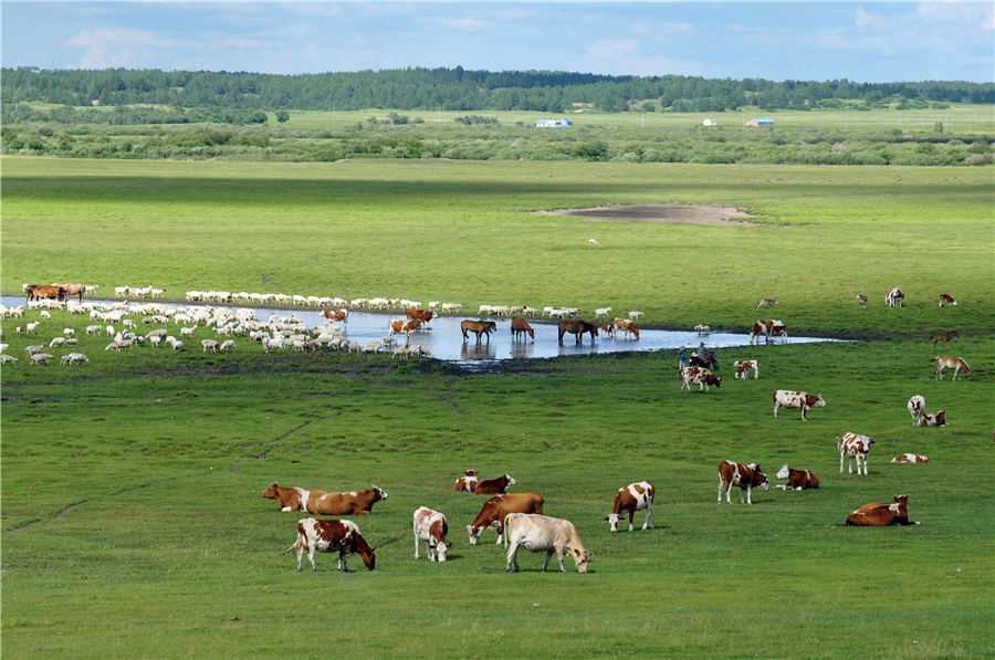 Beautiful grasslands enhance Hulunbuir, Inner Mongolia