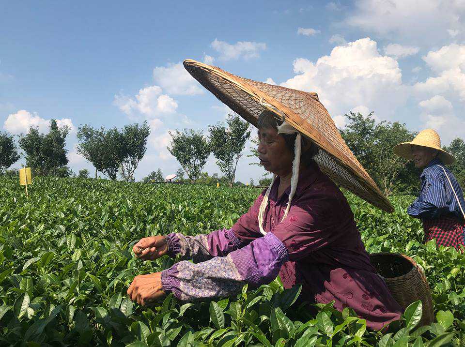 Tea industry transforms small town into regional economic engine