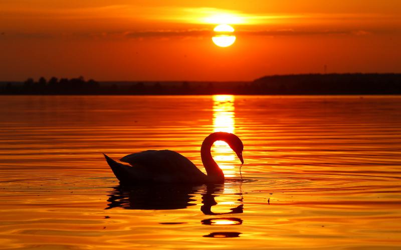 A mute swan swims in a lake during sunset near the village Sosenka, Belarus, 21 July 2018