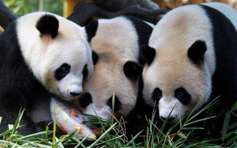 The world`s only giant panda triplets Meng Meng..........
