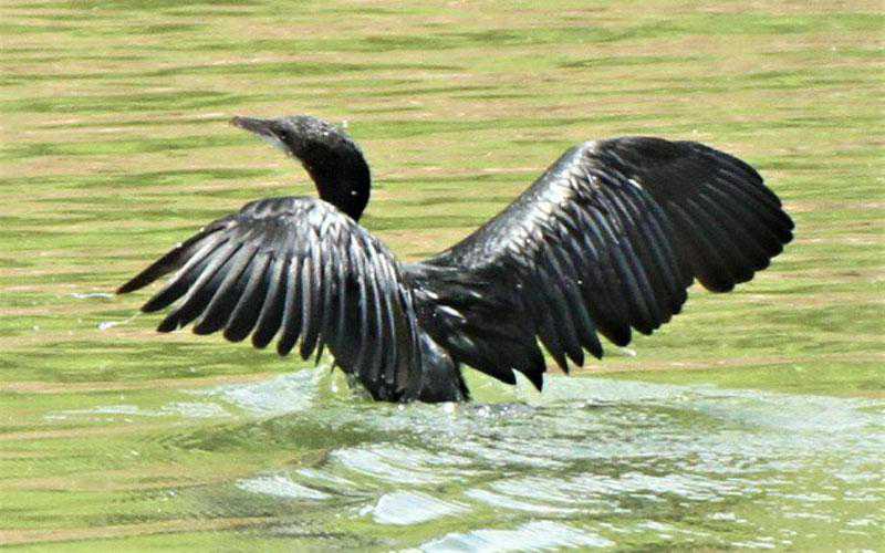 A cormorant dives in the water in search of fish and later comes out from Kaptain Lake