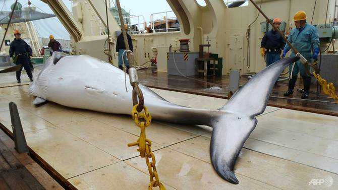 Australia to 'vehemently' oppose Japan push to ease whaling ban