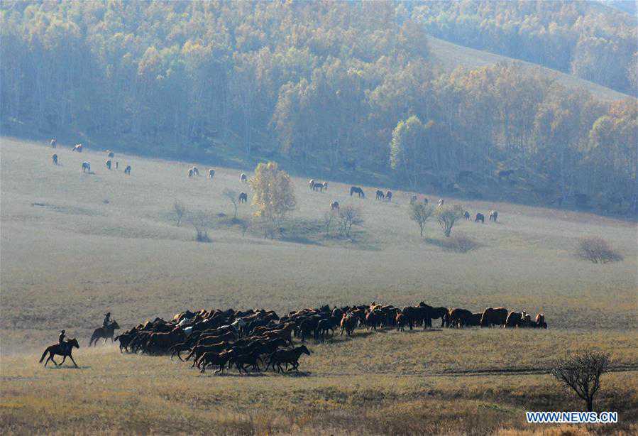 In pics: horses taming on grassland in N China's Inner Mongolia