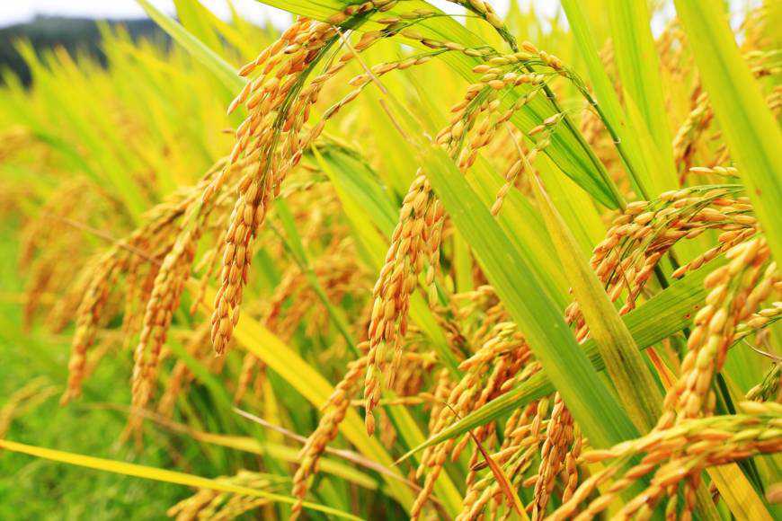 Rice Production Hits Lowest Level in 38 Years