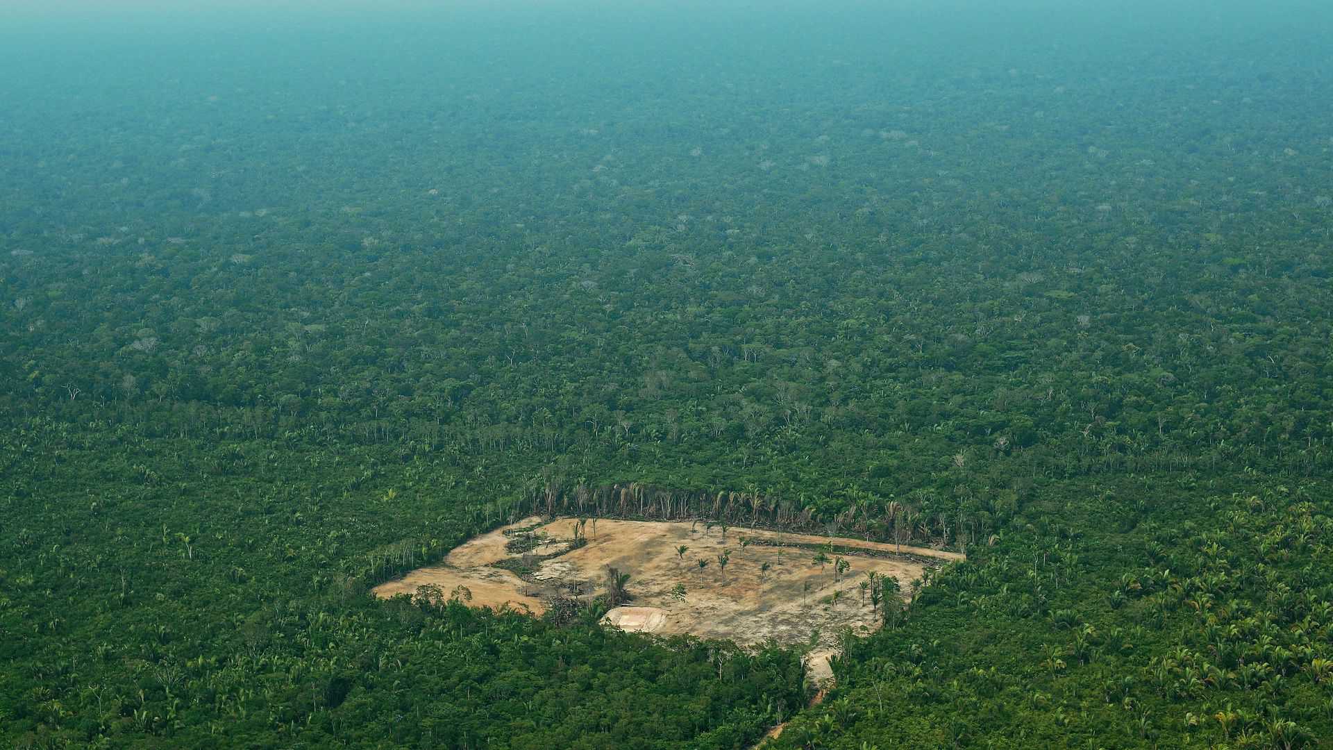 Deforestation of Amazon hits highest level in decade