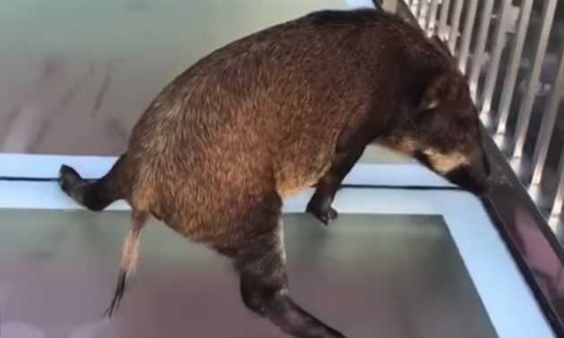 Boar regrets walk on glass bridge in China