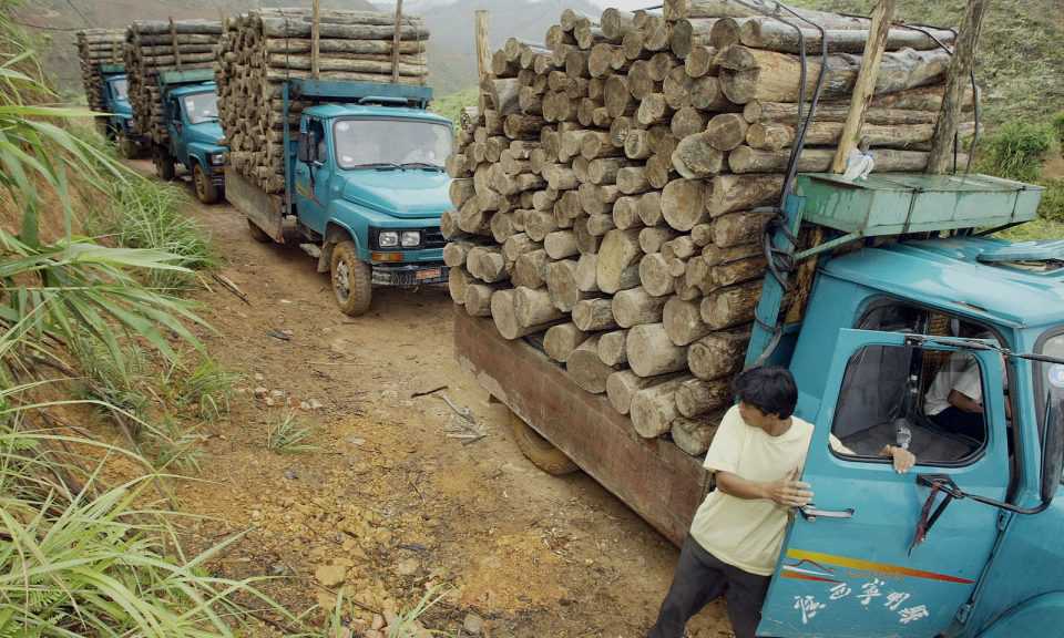 Tracing the safeguards against illegal logging in Vietnam