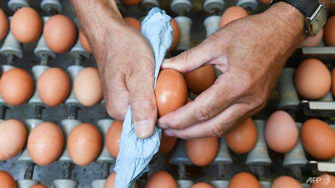 Malaysia may stop or limit egg exports to maintain local market supply: Minister
