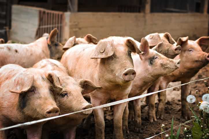 Alibaba uses AI to detect pregnant pigs seven times faster
