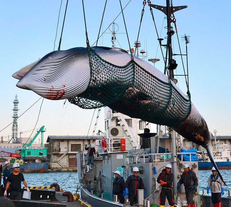 Japan announces IWC withdrawal, will resume commercial whaling