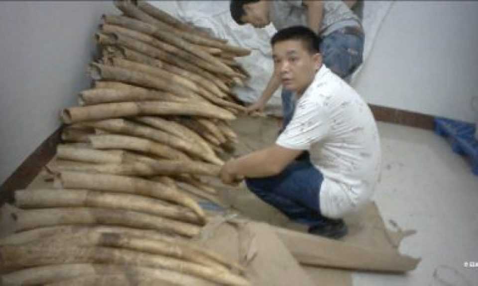 China busts ‘top three’ ivory smugglers after UK expose