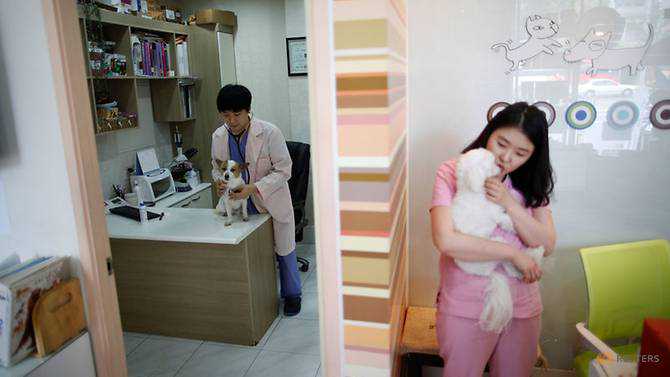 Like a son but cheaper: Harried South Koreans pamper pets instead of having kids