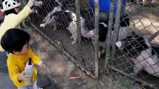 Pet peeve: Animal lovers fear for pet pigs during Chinese New Year