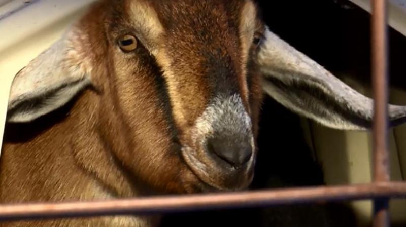 A town in US appoints 'a goat' as mayor