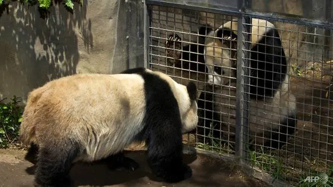 US zoo to return beloved giant pandas to China
