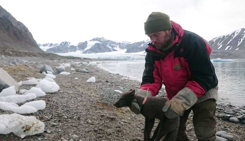Arctic fox walks over 4,400 km from Norway to Canadian island
