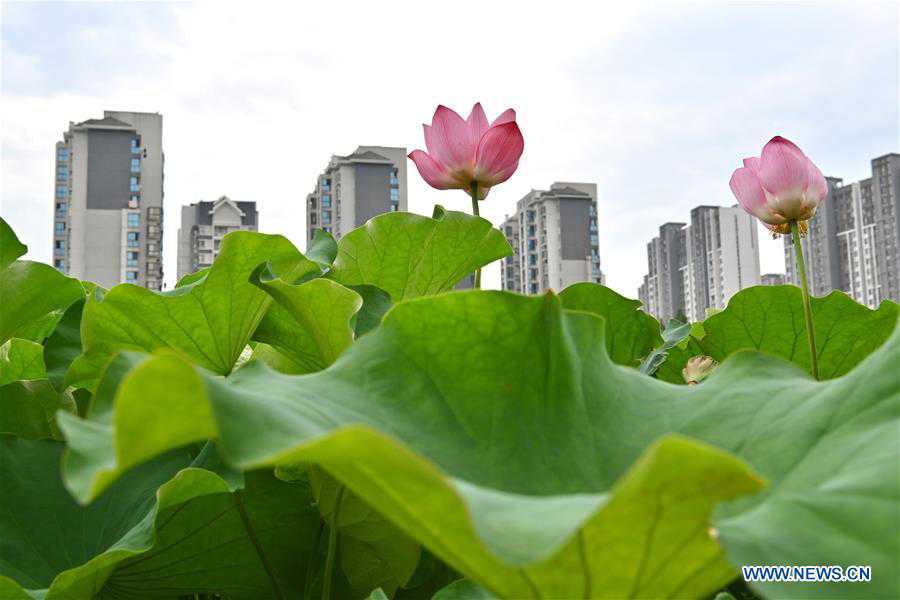 Tourists enjoy lotus flowers at Jinshan Park in SE China's Fuzhou
