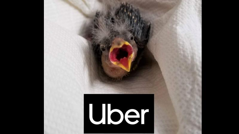 Uber? Please take this bird home: 'Drunk' man rescues little bird in Utah