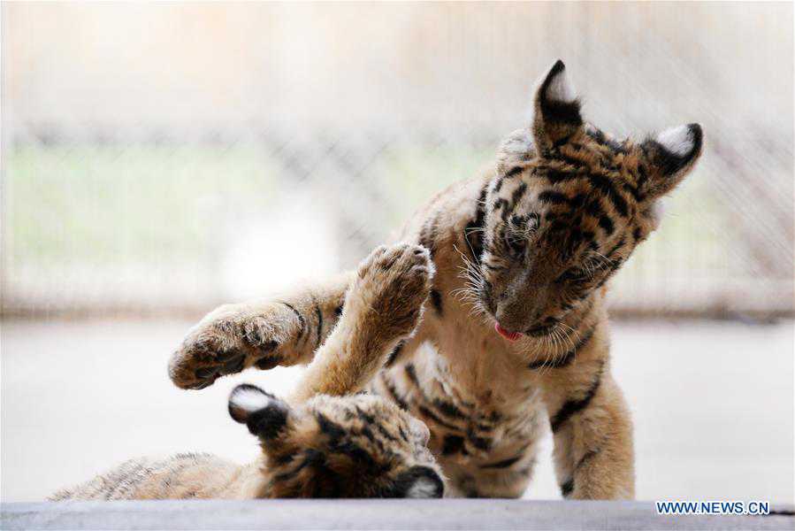 Over 30 Siberian tiger cubs born from end of February at Heilongjiang breeding center