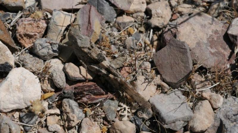 USA: Las Vegas suffers from grasshopper invasion