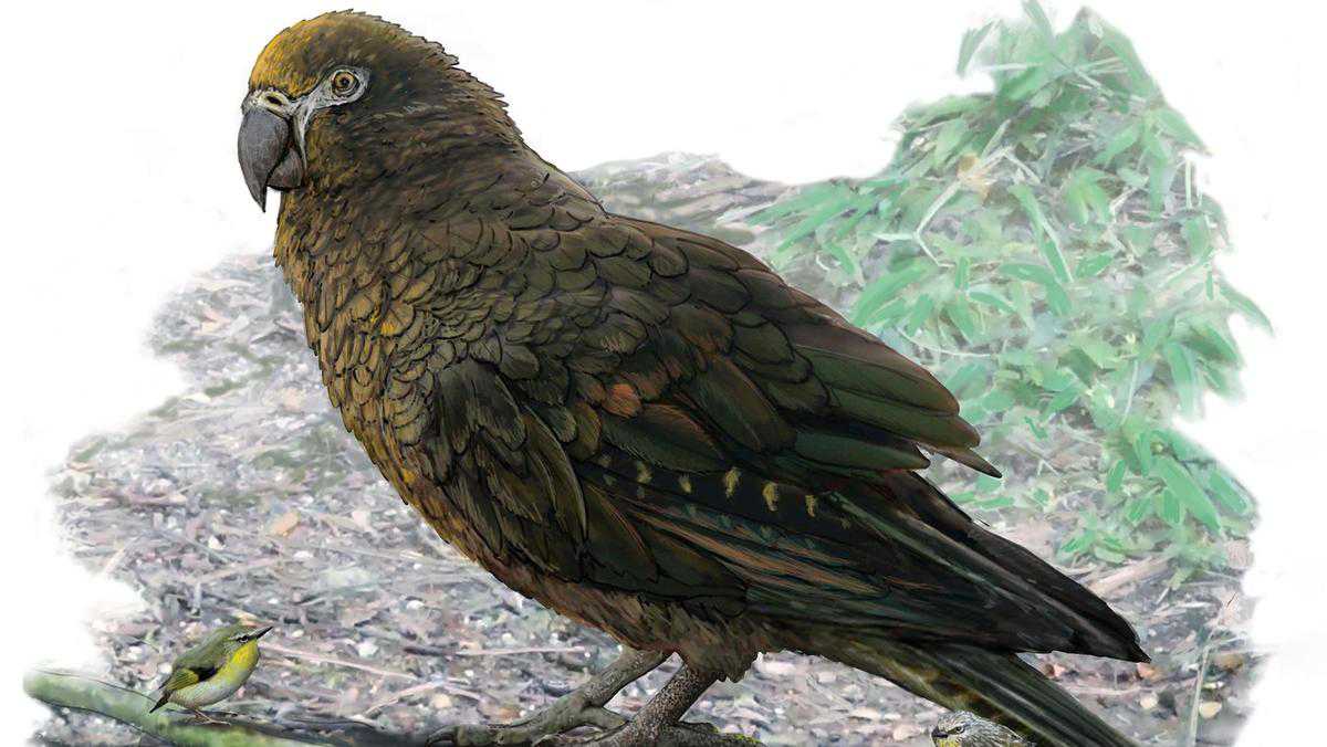 Remains of 'Herculean' parrot that was half the height of a human found in New Zealand