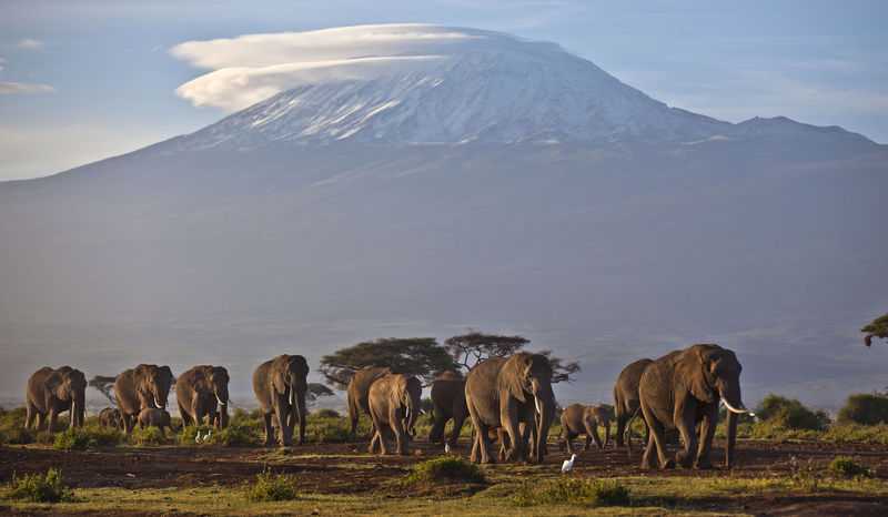 Ivory trade at forefront of CITES meeting