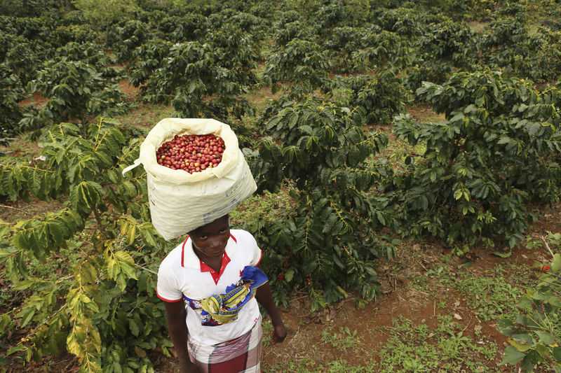 Coffee helps reforest Mozambique mountain in wake of truce
