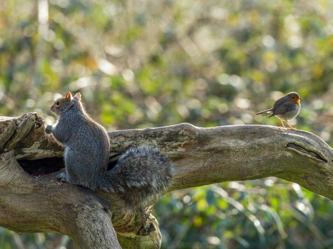 How birds let squirrels know when it's safe to relax