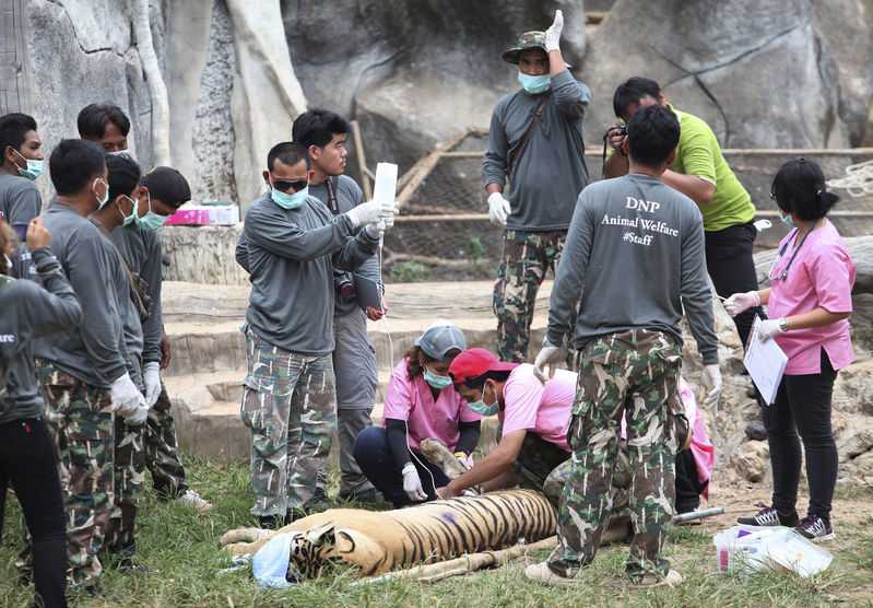 Half of Thai temple tigers have died