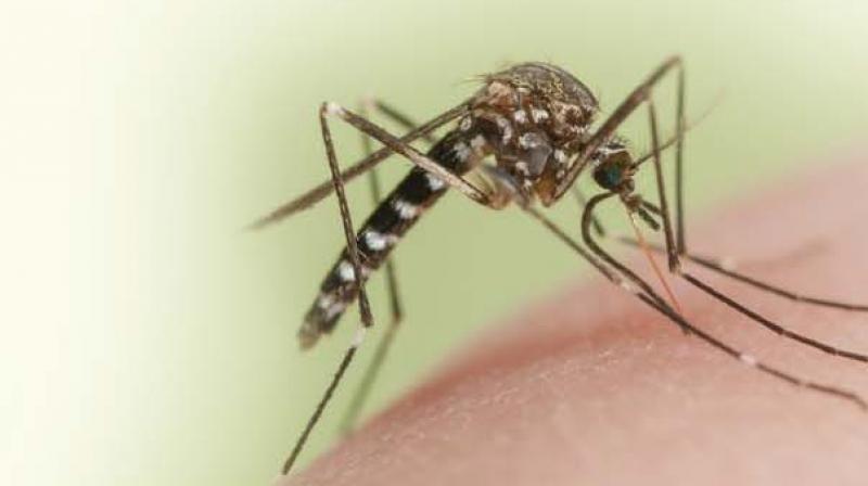 Bangladesh: Dengue death toll increases from 68 to 75