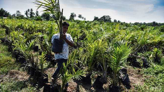 Palm oil from conserved rainforest in Indonesia's Sumatra sold to major brands, says forest group 