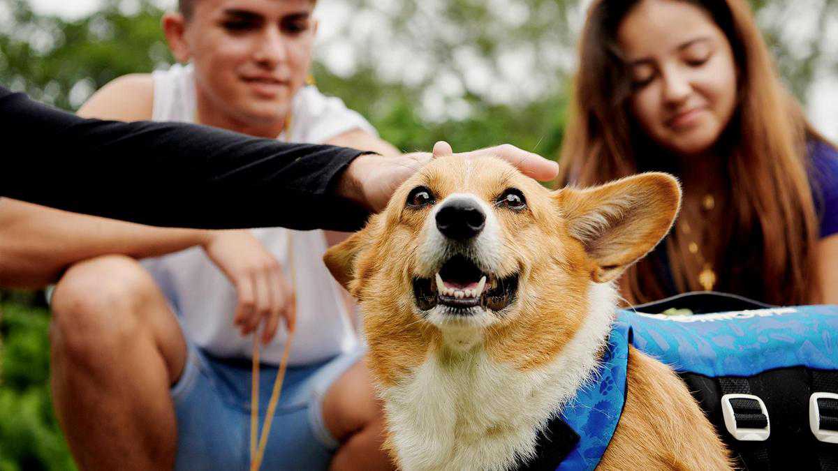 Paddleboard with corgis and cuddle cows: Airbnb launches animal experiences across the world