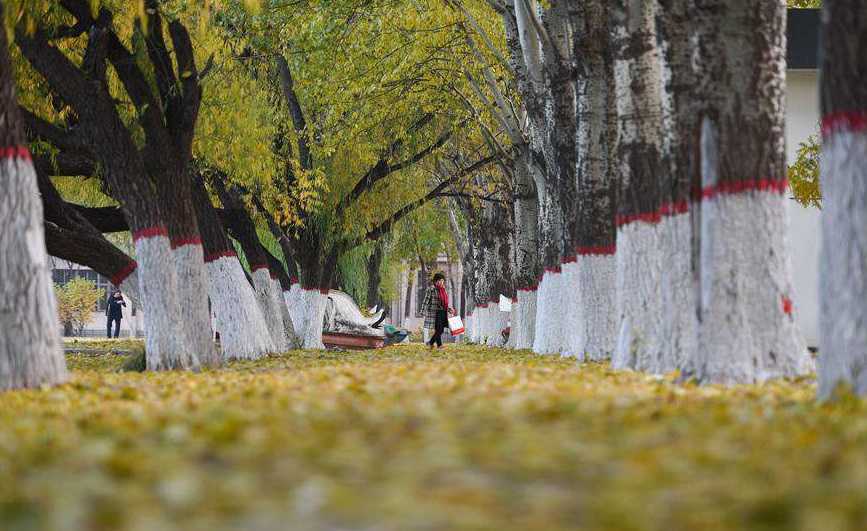 Autumn scenery in Hohhot, N China's Inner Mongolia