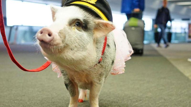 ‘Pilot’s cap, painted toenails’: LiLou, world’s first airport therapy pig, at San Francisco
