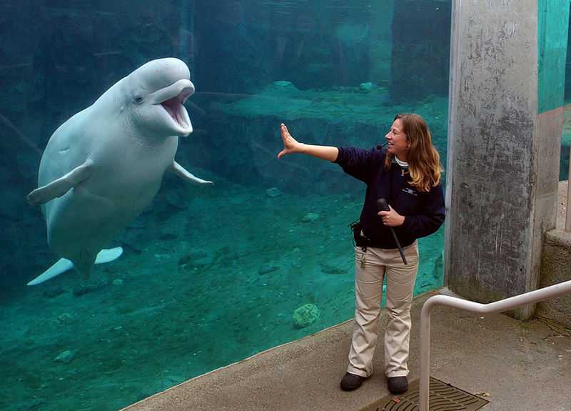 Aquarium, animal group row over beluga import