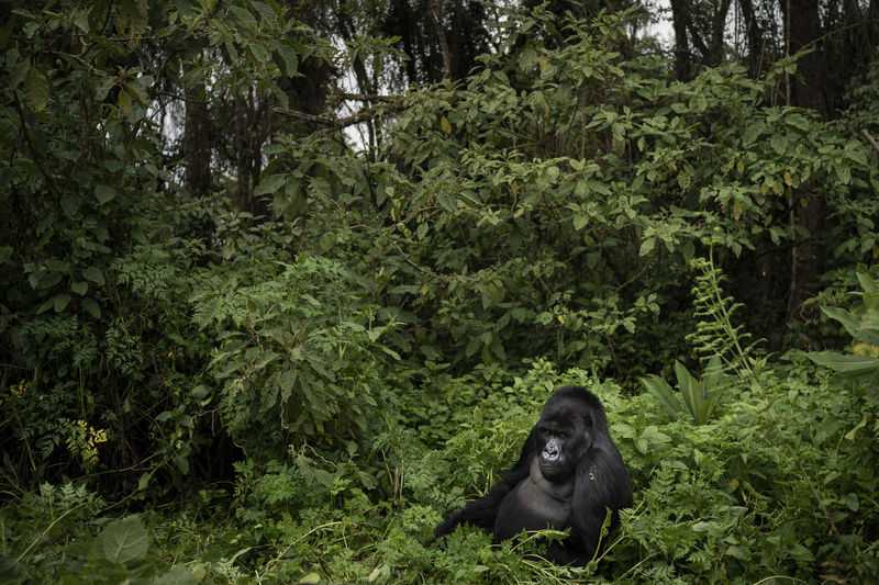 Once-endangered mountain gorillas’ incredible comeback