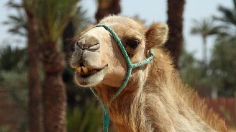Australia to kill up to 10,000 Camels amid wildfires: Report