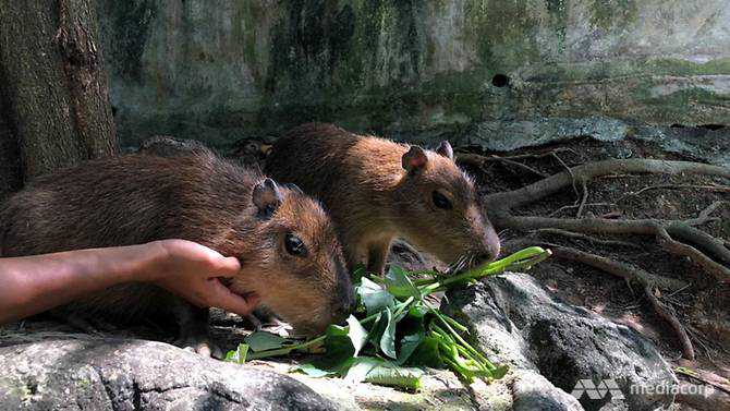 Cute and harmless: Exotic rodents charm visitors in Selangor petting zoo this CNY