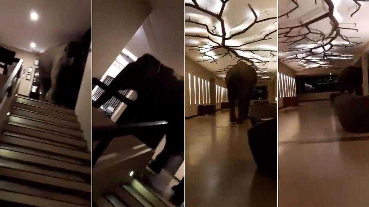 Elephant in the room: giant mammal checks out Sri Lankan hotel in viral video