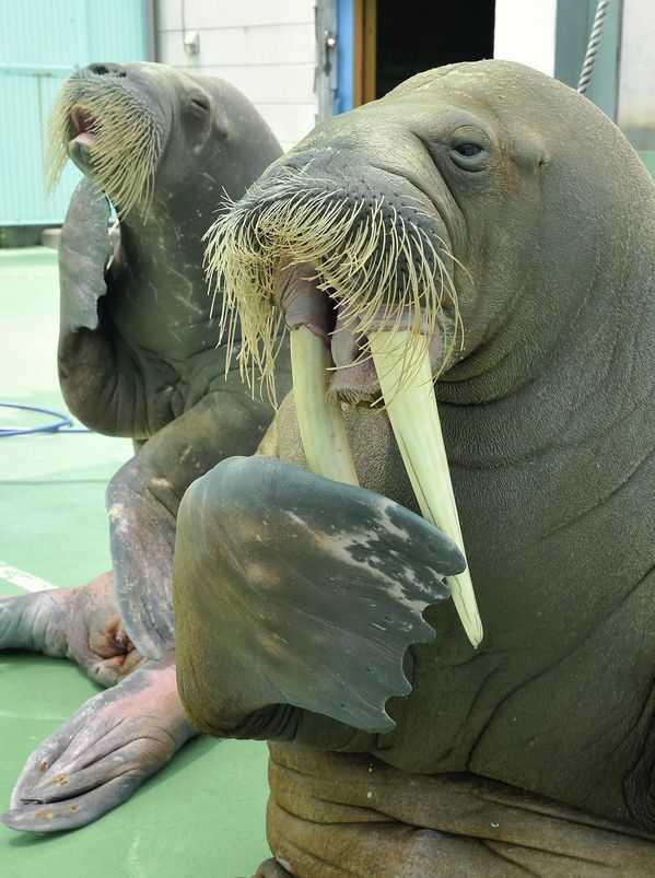 Walrus shortage may have led to medieval Norse collapse