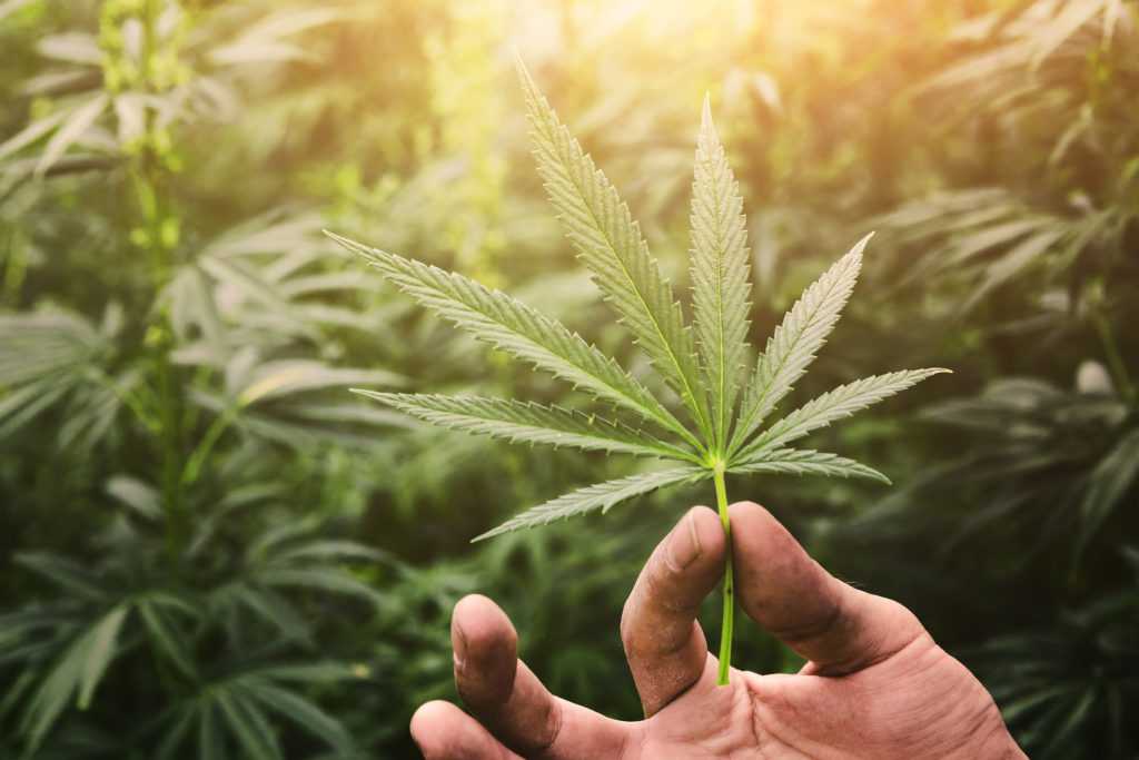 There could be a link between marijuana use and heart health
